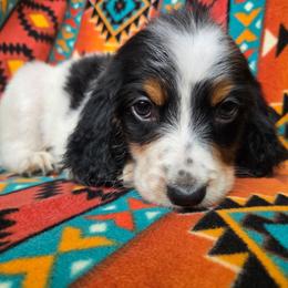 Orange Boy - Blue belton and tan (tri-color) male English Setter puppy in Potosi, Wisconsin from Point and Flush Gun Dogs