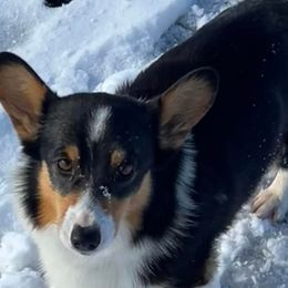 American Corgis and Pembroke Welsh Corgis from Co-Pilot Corgis