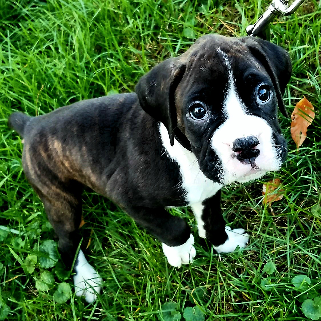 Boxer Puppies from Winchester Boxers