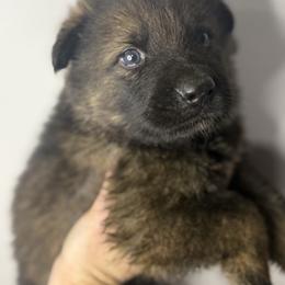 Donner (grey collar) - Sable male German Shepherd puppy in Canterbury, Connecticut from Nachtwaechter German Shepherds, LLC
