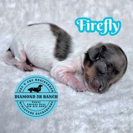 FIREFLY - Dapple male Dachshund puppy in Columbia, Louisiana from Diamond 5R Ranch AKC & CKC Miniature Dachshunds