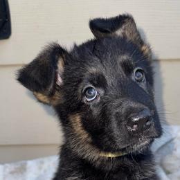 Uraya - Black and red female German Shepherd puppy in Graham, Washington from Wildeflecken Shepherds