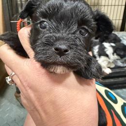 Char - Black male Morkie puppy in Winston Salem, North Carolina from Bandy Morkies
