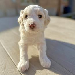 Yellow girl. Bingo - Parti female Goldendoodle puppy in Twin Falls, Idaho from Magic Valley Family Doodles