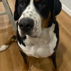 Greater Swiss Mountain Dog and Lowchen All Grown Up from Cambio Canines