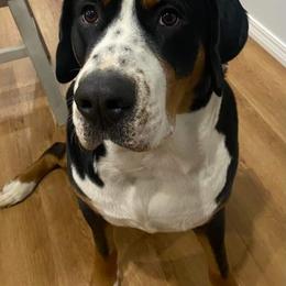Greater Swiss Mountain Dog and Lowchen All Grown Up from Cambio Canines