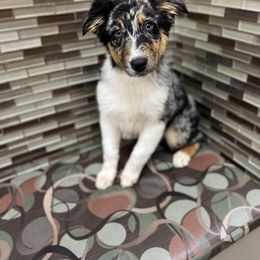 Australian Shepherd Puppies from Copper Top Aussies