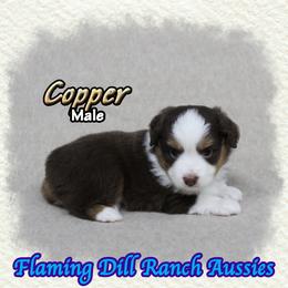 Copper - Red tri male Toy Australian Shepherd puppy in Forestburg, Texas from Flaming Dill Ranch Aussies