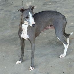 Winks - Italian Greyhound