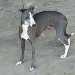 Winks - Italian Greyhound