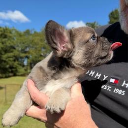 Anastasia (Stacy) - Blue female French Bulldog puppy in Chesnee, South Carolina from Michael & Raisa