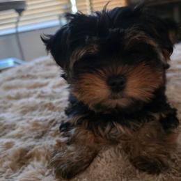 YELLOW GIRL - Black and gold female Yorkshire Terrier puppy in Lakeport, California from YORKIES BY THE LAKE