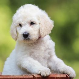 Bernedoodles, Goldendoodles, and Golden Retrievers from BrookeMarie’s Goldendoodle Love