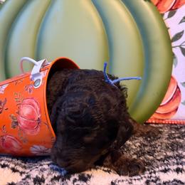 Donut -blue - Black tri-color male Aussiedoodle puppy in Grand Haven, Michigan from Happy Hippy Doodles