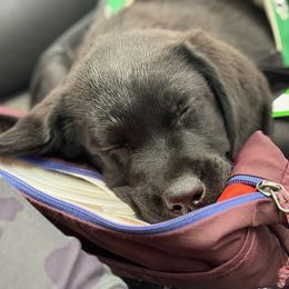 Labrador Retriever Puppies from Hillstone Labradors
