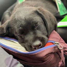 Labrador Retriever Puppies from Hillstone Labradors