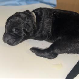 Roux - Black and red female German Shepherd puppy in Winterport, Maine from Vom Stevens Old Fashioned German Shepherds