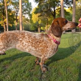 Ember - Dachshund