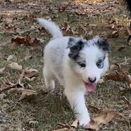 Tim - White and blue merle male Border Collie puppy in Jonesboro, Arkansas from Hampton Border Collies