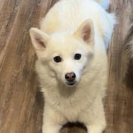 Nora - Pomsky
