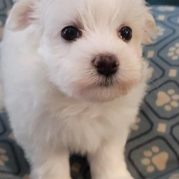 Maltese from Maltese Momma