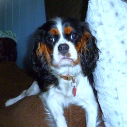Bonnie - Cavalier King Charles Spaniel