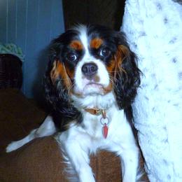 Bonnie - Cavalier King Charles Spaniel