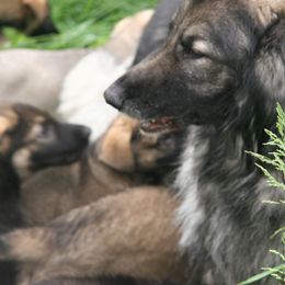 Shiloh Shepherd Puppies from Solace Shilohs