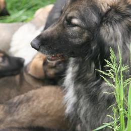 Shiloh Shepherd Puppies from Solace Shilohs