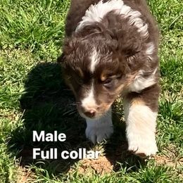 Male red Tri 2 - Red Miniature Australian Shepherd puppy in Wayne, Oklahoma from Zink Ranch Mini Aussies
