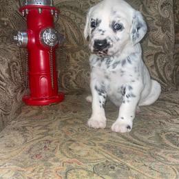 Dalmatian Puppies from Clarks 101 Dalmatians
