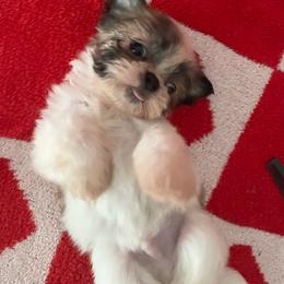Banshee - Red and white male Shih Tzu puppy in Fredericksburg, Virginia from Pumpkin Patch Pups
