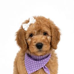 REMI PRICE REDUCED by 800 - Apricot female Goldendoodle puppy in Independence, Oregon from ANKENY DOODLES