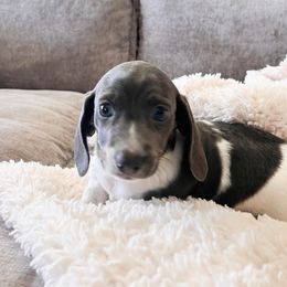 Male 1 - Piebald male Dachshund puppy in Tennessee from Garage Door Kennels