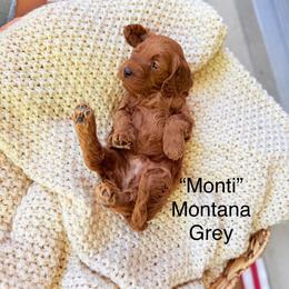 Montana - Red  male Goldendoodle puppy in Springville, Utah from JW Doodles