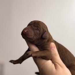 Reed - Red  male Poodle puppy in Osyka, Mississippi from Southern Sunshine Standards