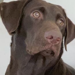 Maya - Labrador Retriever