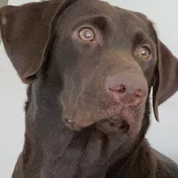 Maya - Labrador Retriever