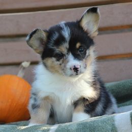 Bandit - Blue merle and white male American Corgi puppy in Scio, Oregon from Abundant Joy Corgis