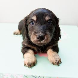Poppy - Black and cream female Dachshund puppy in Sylvania, Alabama from Yancey’s Doxies