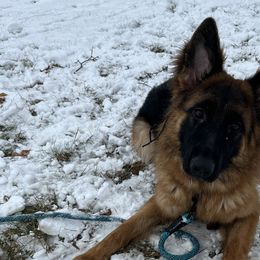 German Shepherds from Fairhaven German Shepherds