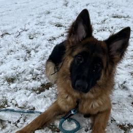 German Shepherds from Fairhaven German Shepherds