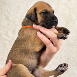 Fable - Fawn female Great Dane puppy in Lebanon, Virginia from North Cedar Danes