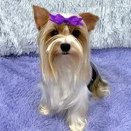 ✨Queen Romy✨ - Yorkshire Terrier