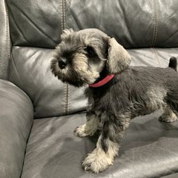 Miniature Schnauzer Puppies from Dirty Beard Mini Schnauzers