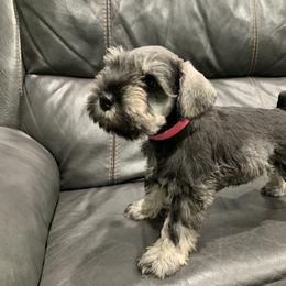 Miniature Schnauzer Puppies from Dirty Beard Mini Schnauzers