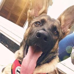 German Shepherds from Fantasy Maine Coons