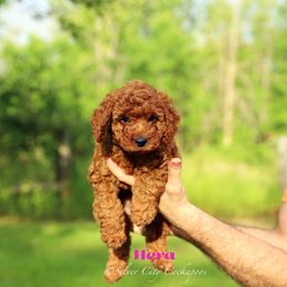 Hera - Red female Cockapoo puppy in Canastota, New York from Silver City Cockapoos