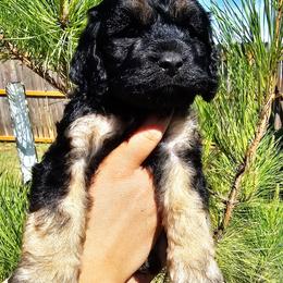 Chew Barka - Black and tan male Cockapoo puppy in Indiahoma, Oklahoma from Phamily Doodles