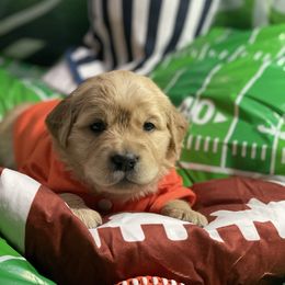 Lourdes (black) - Golden female Golden Retriever puppy in Gainesville, Florida from Heart and Soul Dog Breeding, Inc.